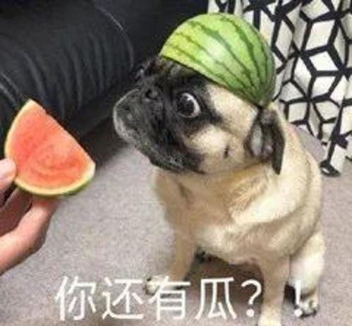 吃瓜老狗,揭秘娱乐圈背后的那些事儿
