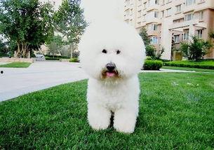 比熊犬可以吃网纹瓜吗,营养与安全的探讨