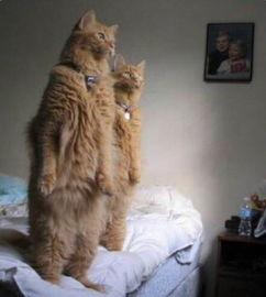 宅猫猫吃瓜,揭秘网络热点的幕后故事