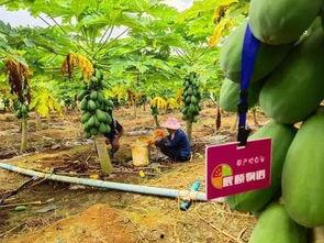 辰崽吃瓜,揭秘娱乐圈幕后真相