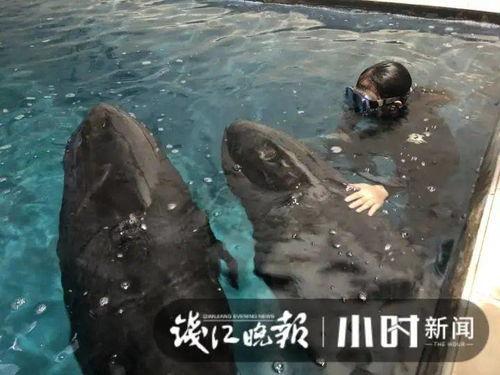 骑鲸吃瓜,品味瓜界盛宴