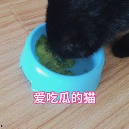 猫咪下午吃瓜视频,萌宠吃瓜视频走红网络