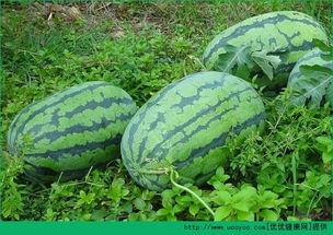 春天吃三瓜好吗,吃三瓜，健康又美味