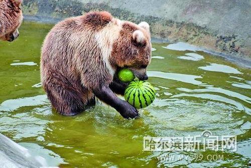 盘点吃瓜的动物,盘点自然界中那些爱“吃瓜”的可爱动物