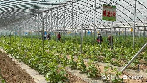 象寨吃瓜,探寻神秘村寨的甜蜜秘密