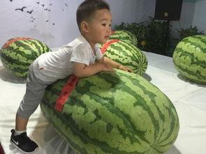 临沂大瓜吃瓜事件