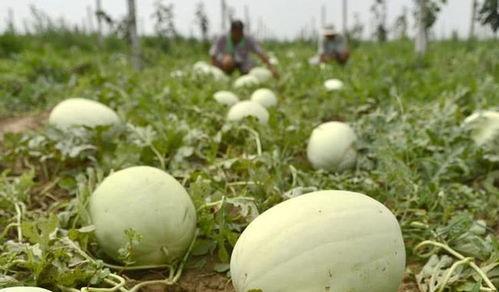 邢台热门吃瓜事件