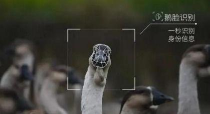 鹅厂吃瓜,揭秘娱乐圈幕后风云