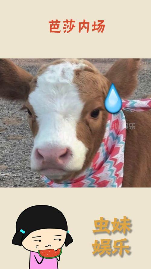 抖音讲述醉酒吃瓜,抖音带你领略深夜狂欢现场