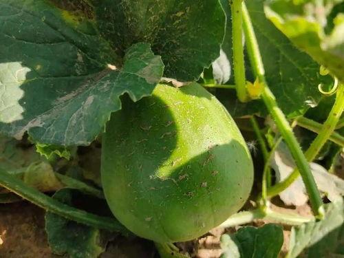 卡泡吃瓜,揭秘娱乐圈背后的那些事儿