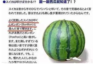 海外市场吃瓜,吃瓜群众眼中的异国美食盛宴