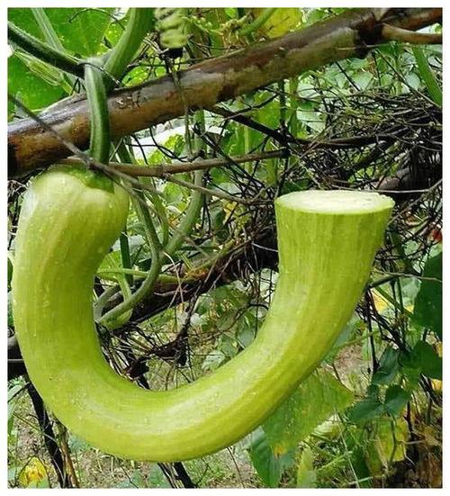 米东区吃瓜,尽享夏日美味盛宴