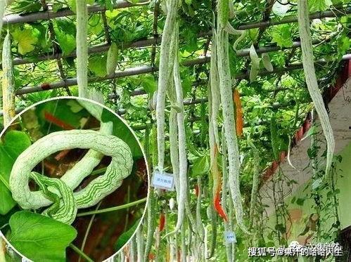 地下蛇吃瓜,瓜田里的神秘食客