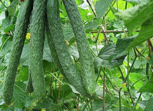 一早吃瓜,揭秘娱乐圈最新热点事件