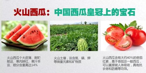 大地吃瓜,探寻瓜农的甜蜜生活