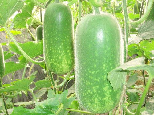 吃瓜日报简介图片高清,吃瓜日报背后的故事与魅力