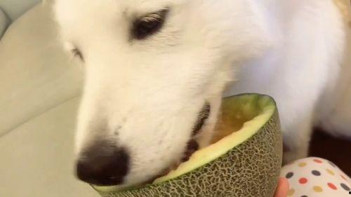 吃瓜视频中吃瓜群众是谁,吃瓜视频中的神秘角色